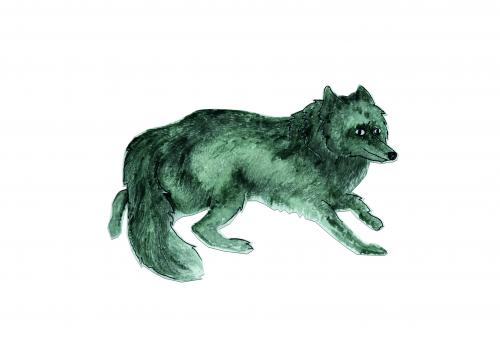 An illustration of a grey wolf